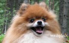 Померанский шпиц магнит