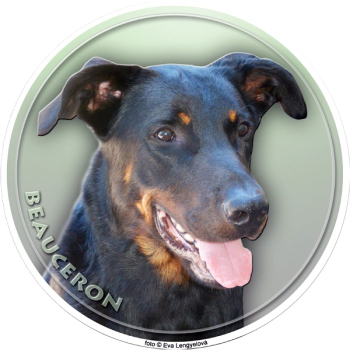 beauceron_044-702