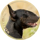 bullterrier_011-501