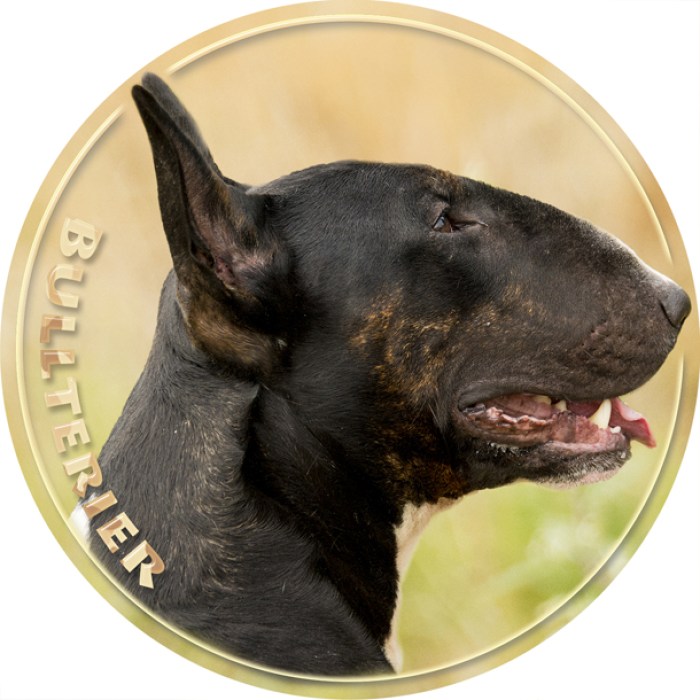 bullterrier_011-501