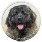 caucasian_shepherd_dog_328-702